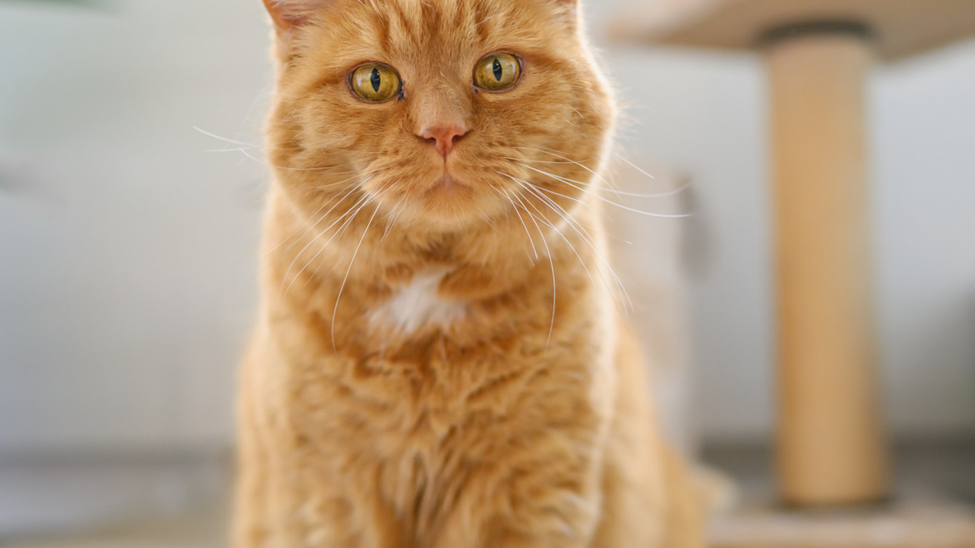 Co-Therapeut Kater Sämi